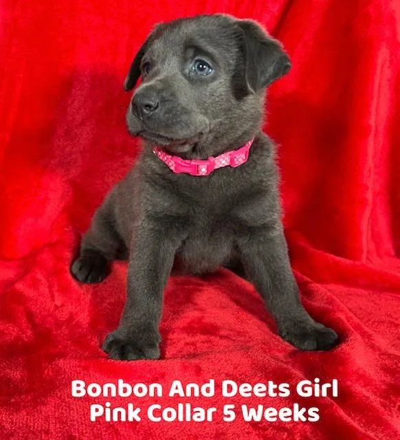 AKC Charcoal Female Lab Puppies
