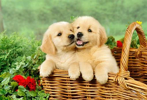 Precious Golden Retriever  puppies available
