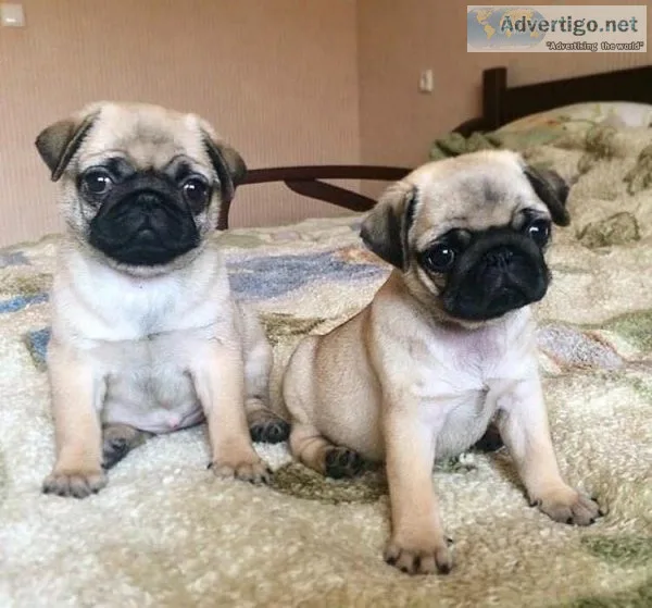 Cute  Pug Carlino  puppies available for sale
