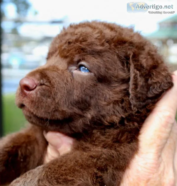 Chesapeake Bay Retrievers