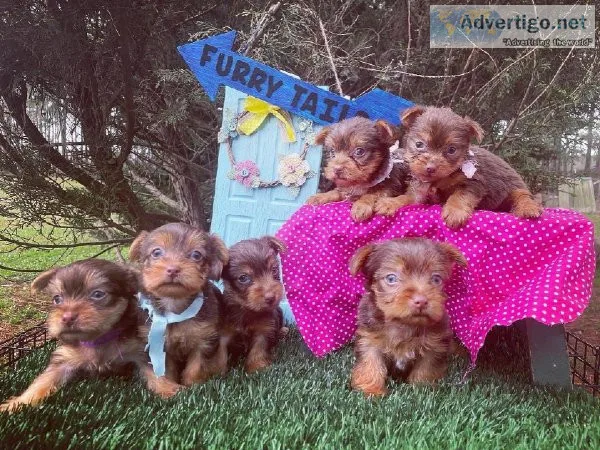 Teacup yorkie for adoption