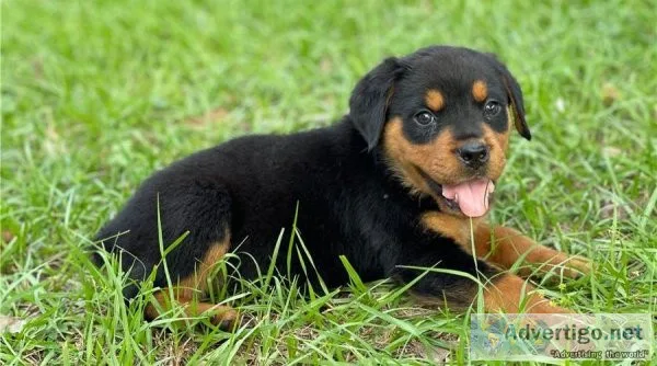 Rottweiler Puppies Available