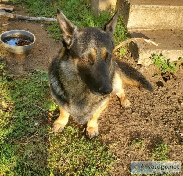 German shepherd mix corgi