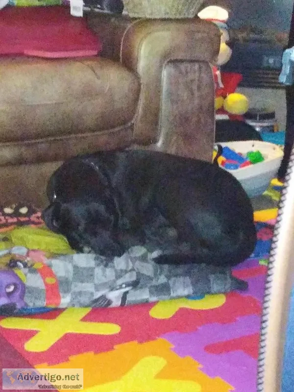 4 yo lab mix