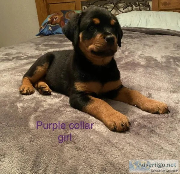 AKC Rottweiler Puppies 9 weeks old