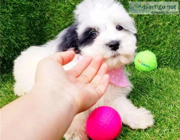 Maltipoo puppies boys and girls stunning