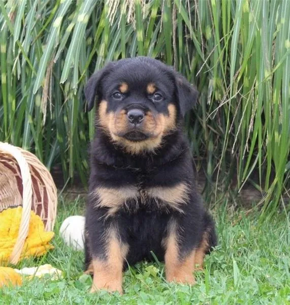 Beautiful Rottweiler Pups