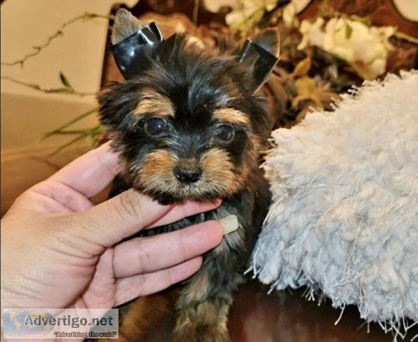 Yorkie puppies