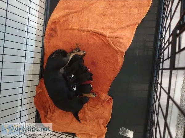 Chihuahua mix puppies