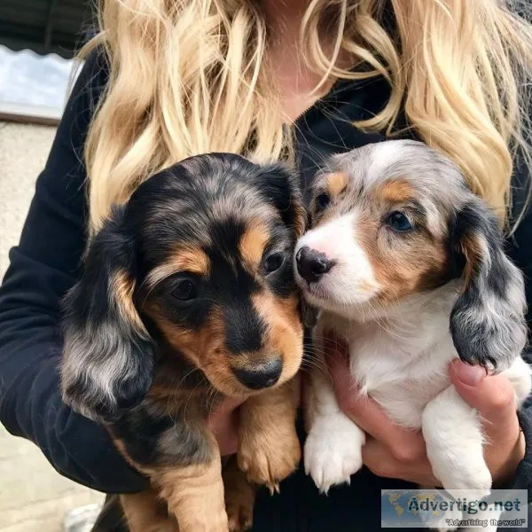 Gorgeous Dachshund puppies