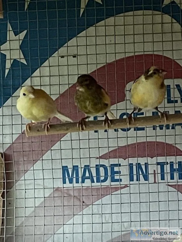 3 Young Canaries