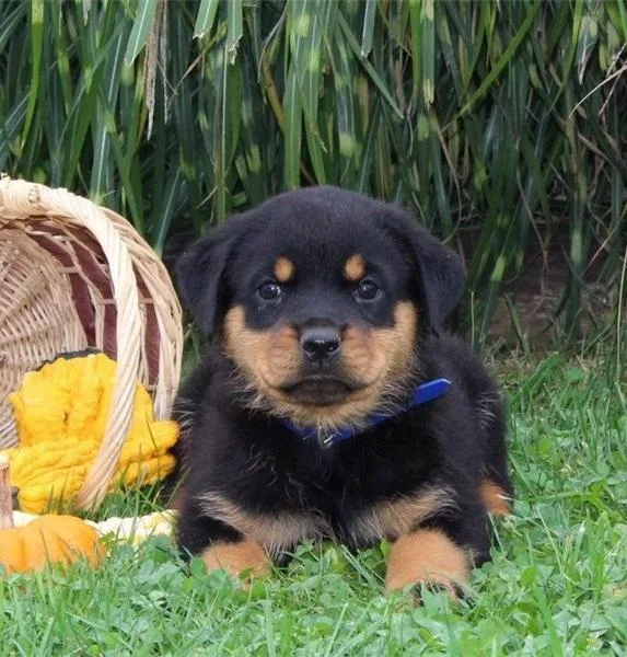 Cute Rottweiler Puppy