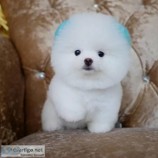 teacup Pomeranian puppies