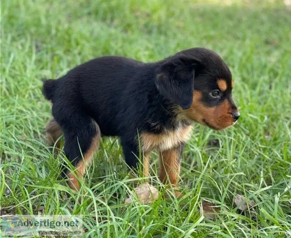 Magnificent Rottweiler for Adoption