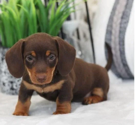 Miniature Dachshund Puppies For Sale