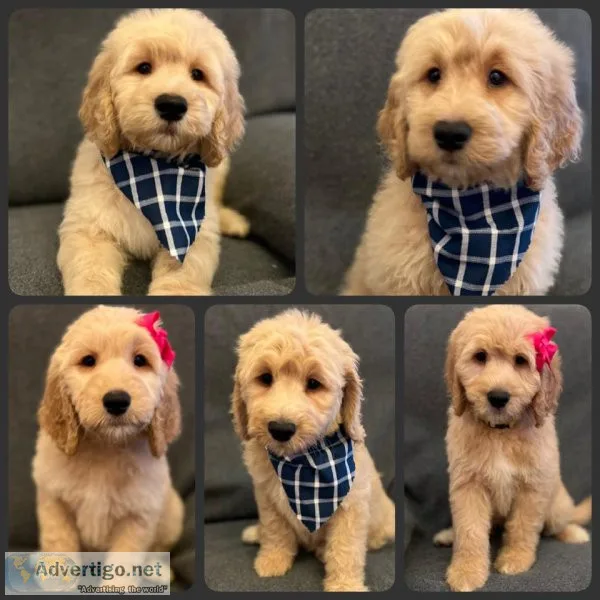F1 Goldendoodle Puppies