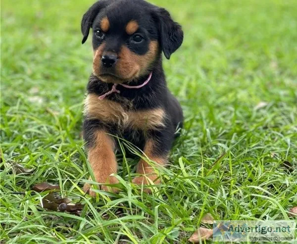 Special little Rottweiler puppies