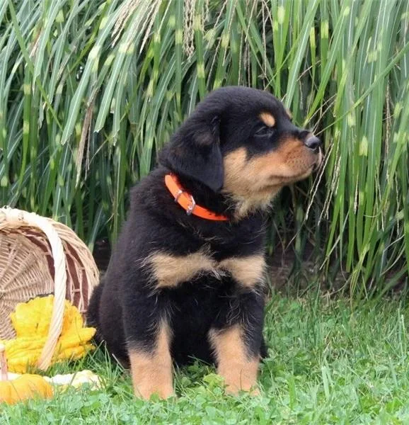 Rottweiler puppies