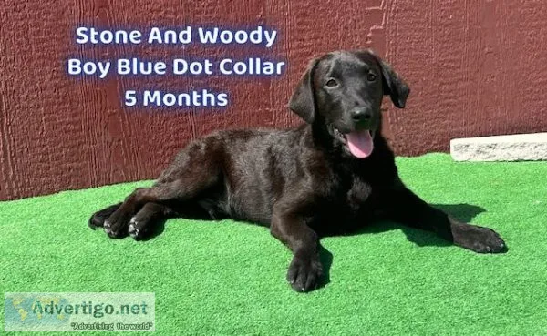 AKC Male Black Lab