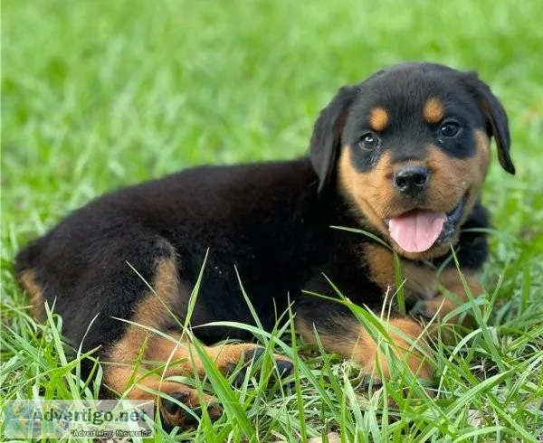 Well trained Rottweiler puppies for new homes