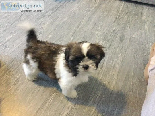 Akc Shih Tzu puppies For Sale.