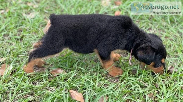 Rottweiler Puppies Available