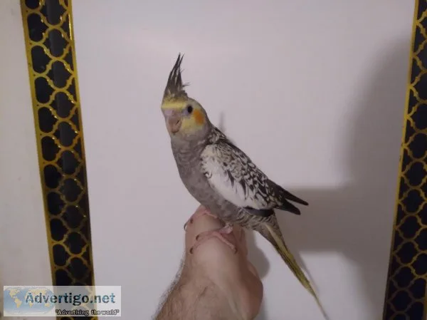 Cockatiel