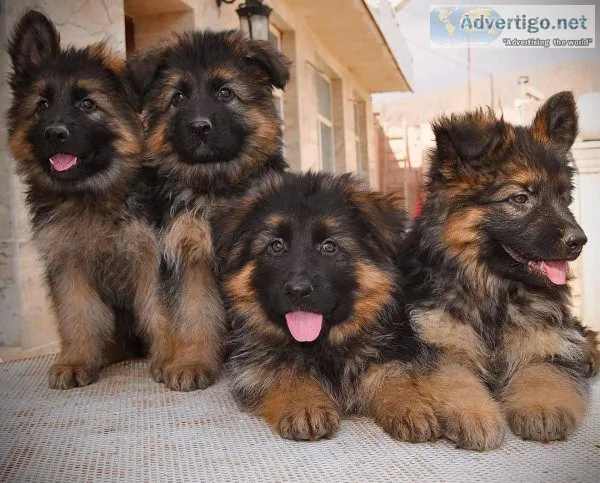 Akc German Shepherd Puppies