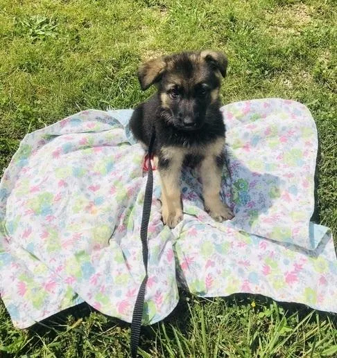 German Shepherd Puppies