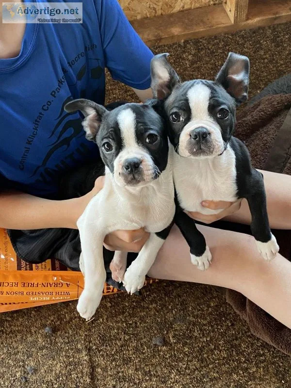 Boston Terriers