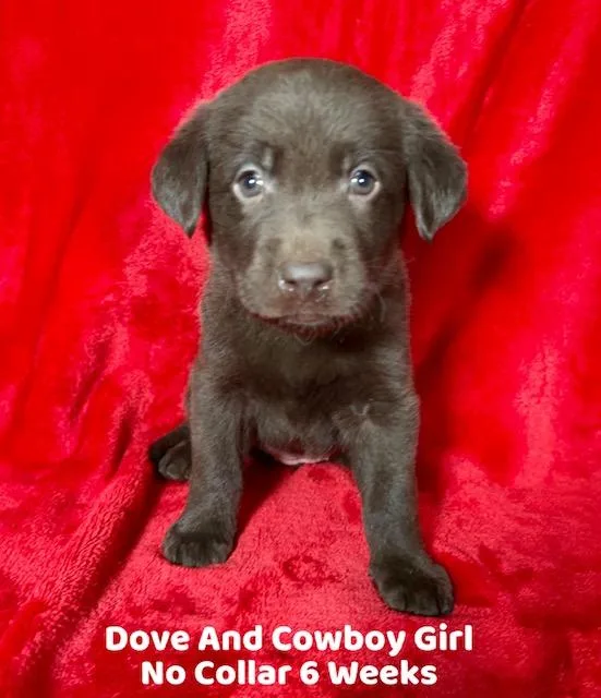 AKC Female Chocolate Lab Puppies