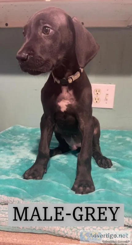 GREAT DANE PUPPIES