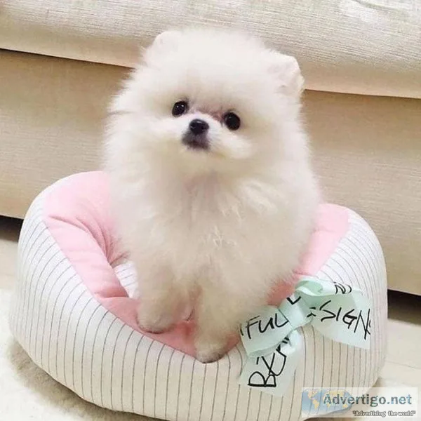 Purebred Pomeranians Available