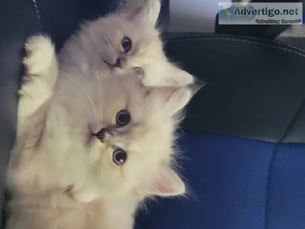 Quality Siamese Kittens Available