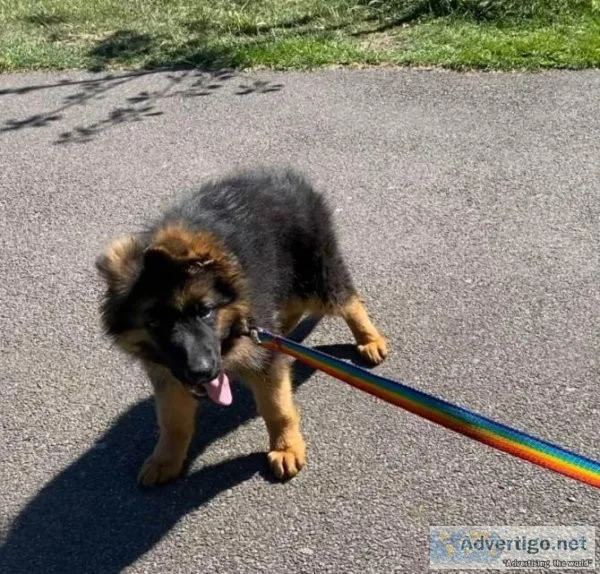 Adorable German Shepherd Puppies