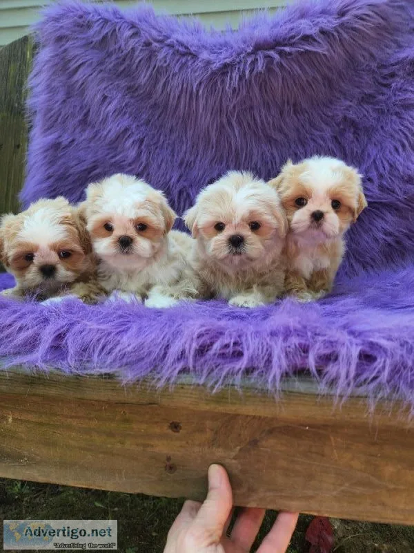 Shihtzu Males for sale