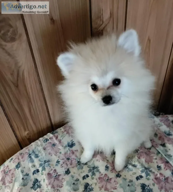 Gorgeous CKC Female Puppy