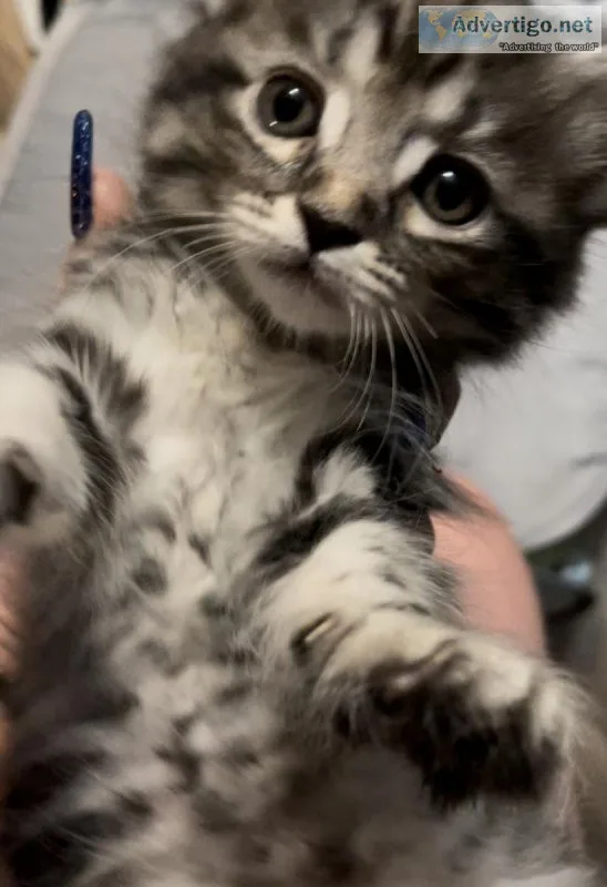 Kittens
