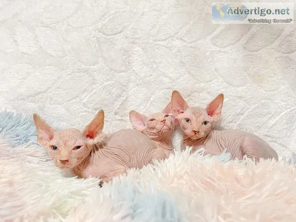 Sphynx kittens