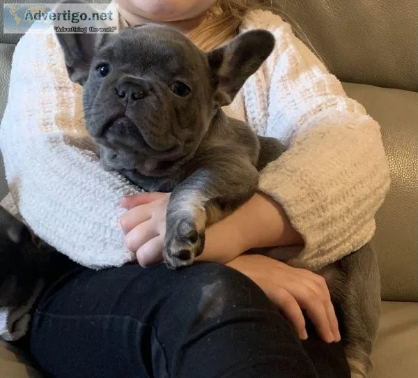 French Bulldog puppies For Sale