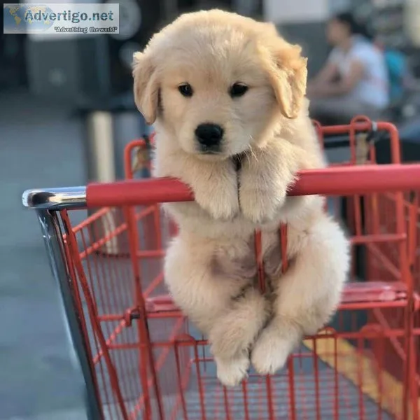 Golden Retriever Puppies