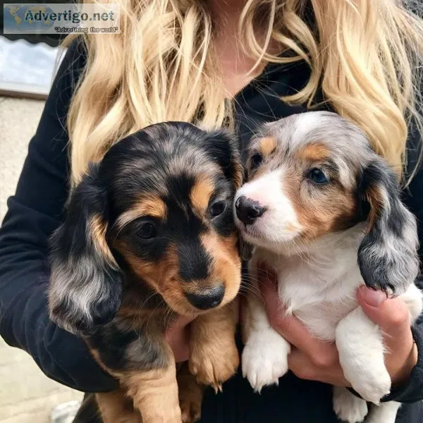 Dachshund