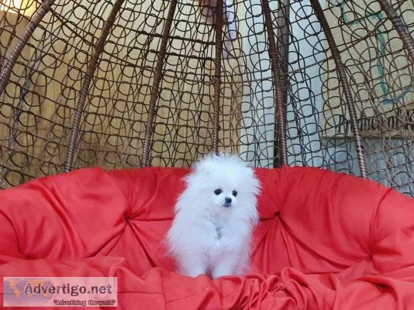 Genuine Teacup Pomeranian Boygirl.