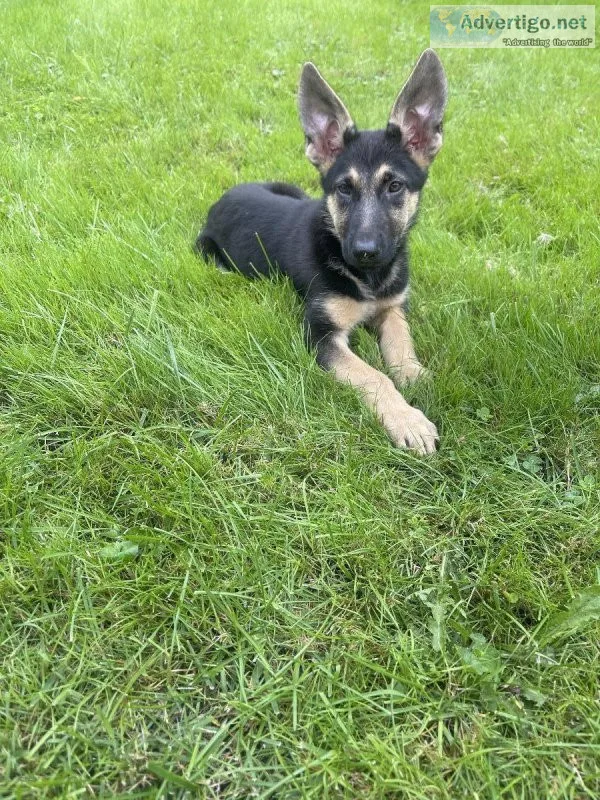 3 month old German Shepherd
