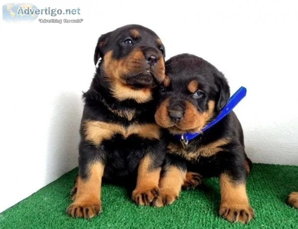 Rottweiler Puppies Available