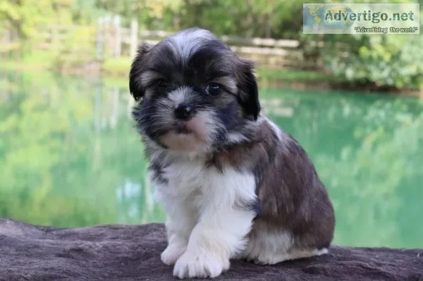 Tulip Female Shihpoo