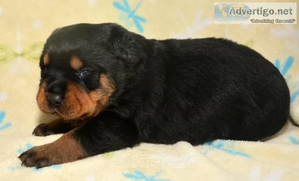 Two Beautiful Rottweiler Puppies