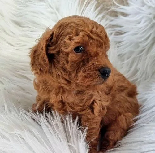 Purebred toy poodle