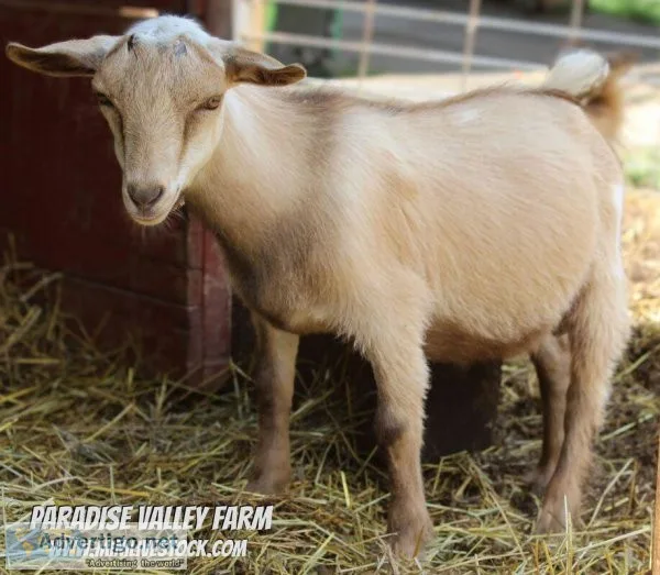 Miniature Goats - Nigerian Dwarf and Mini Nubian Bucklings