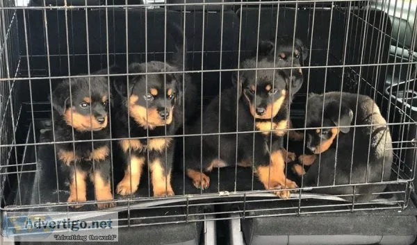 Two Family Raised Rottweilers Puppies